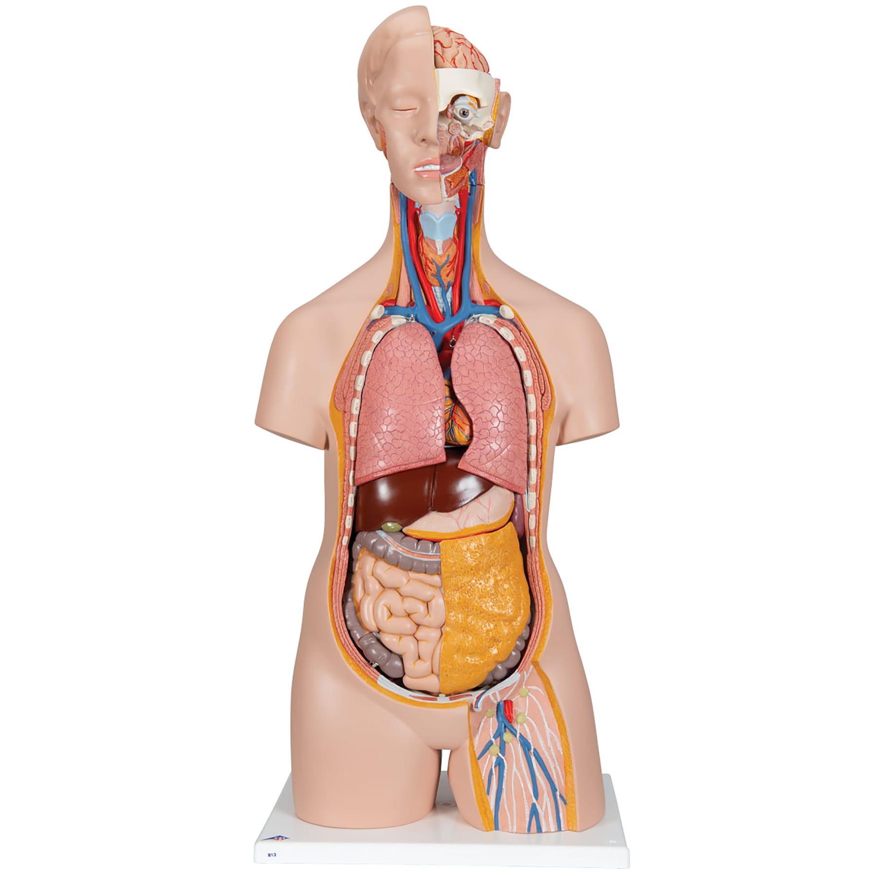 3B Scientific® Classic Unisex Torsos