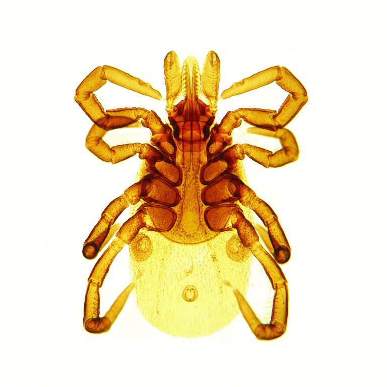 Ixodes dammini, Female Slide