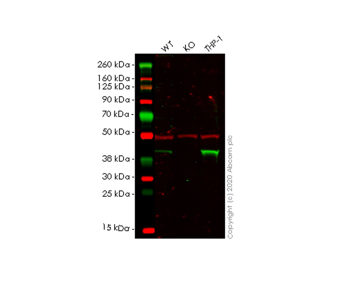 Anti-HLA E Mouse Monoclonal Antibody [clone: MEM-E/02] | VWR, part of ...