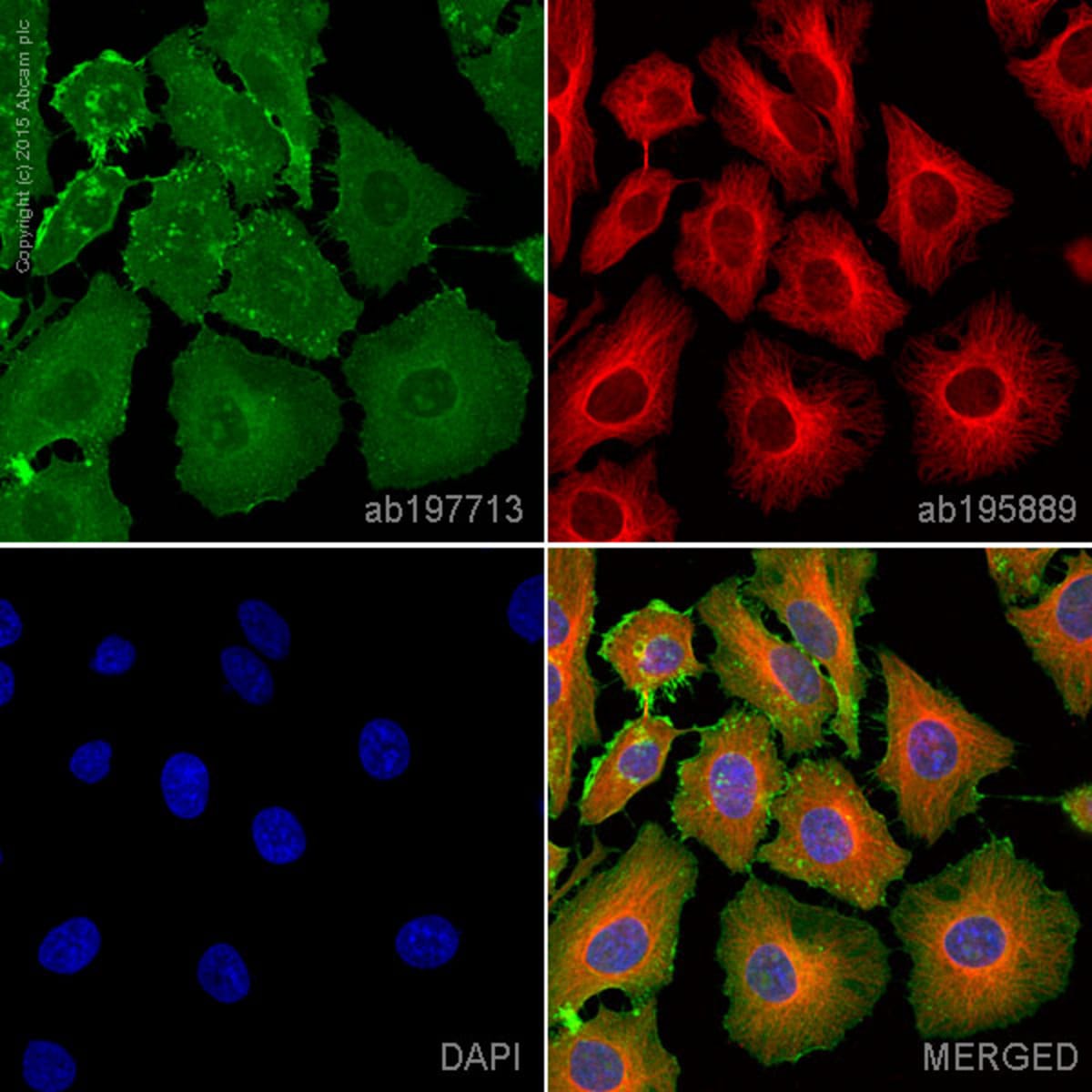 Anti-Sodium Potassium ATPase Rabbit Monoclonal Antibody [clone: EP1845Y ...