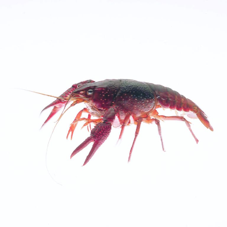 Ward's® Live Crayfish (Cambarus sp.)