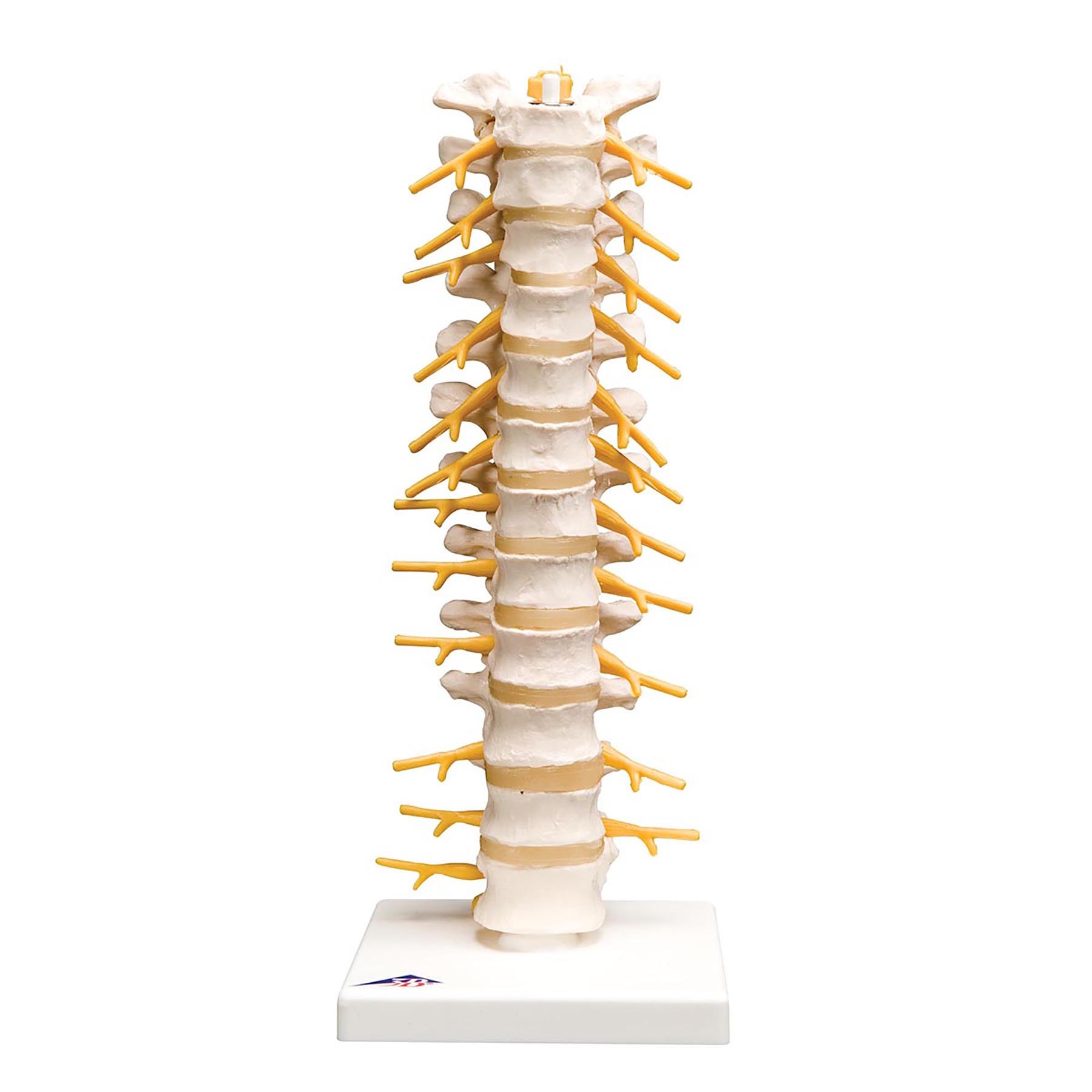 3B Scientific® Spinal Column Sections