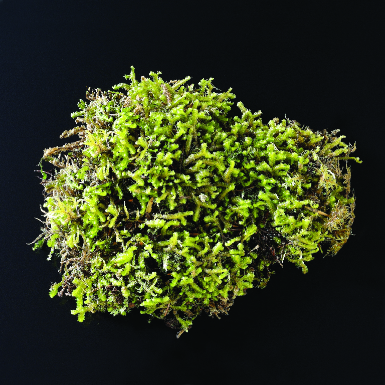 Leafy Liverwort