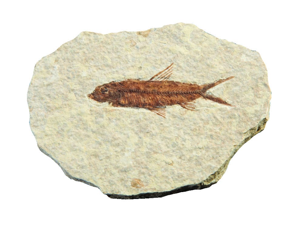 Knightia species