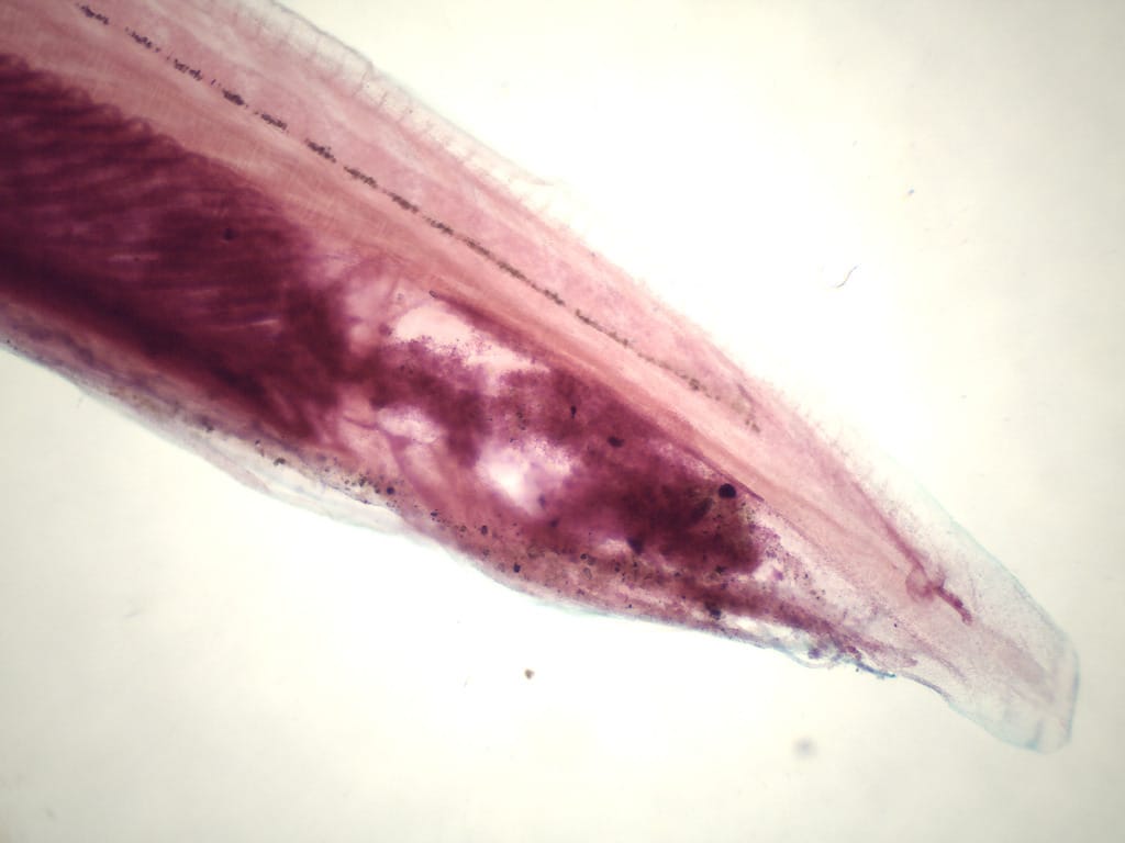Amphioxus Slide