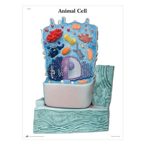 3B Scientific® Cell Structure Sticky Charts