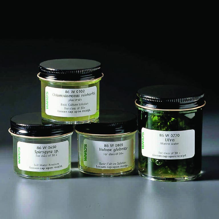 Ward's® Live Green Algae Forms Set: 4 Cultures