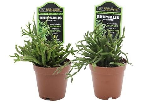 ReptiFauna Bioactive Plants
