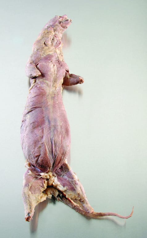Preserved Mink
