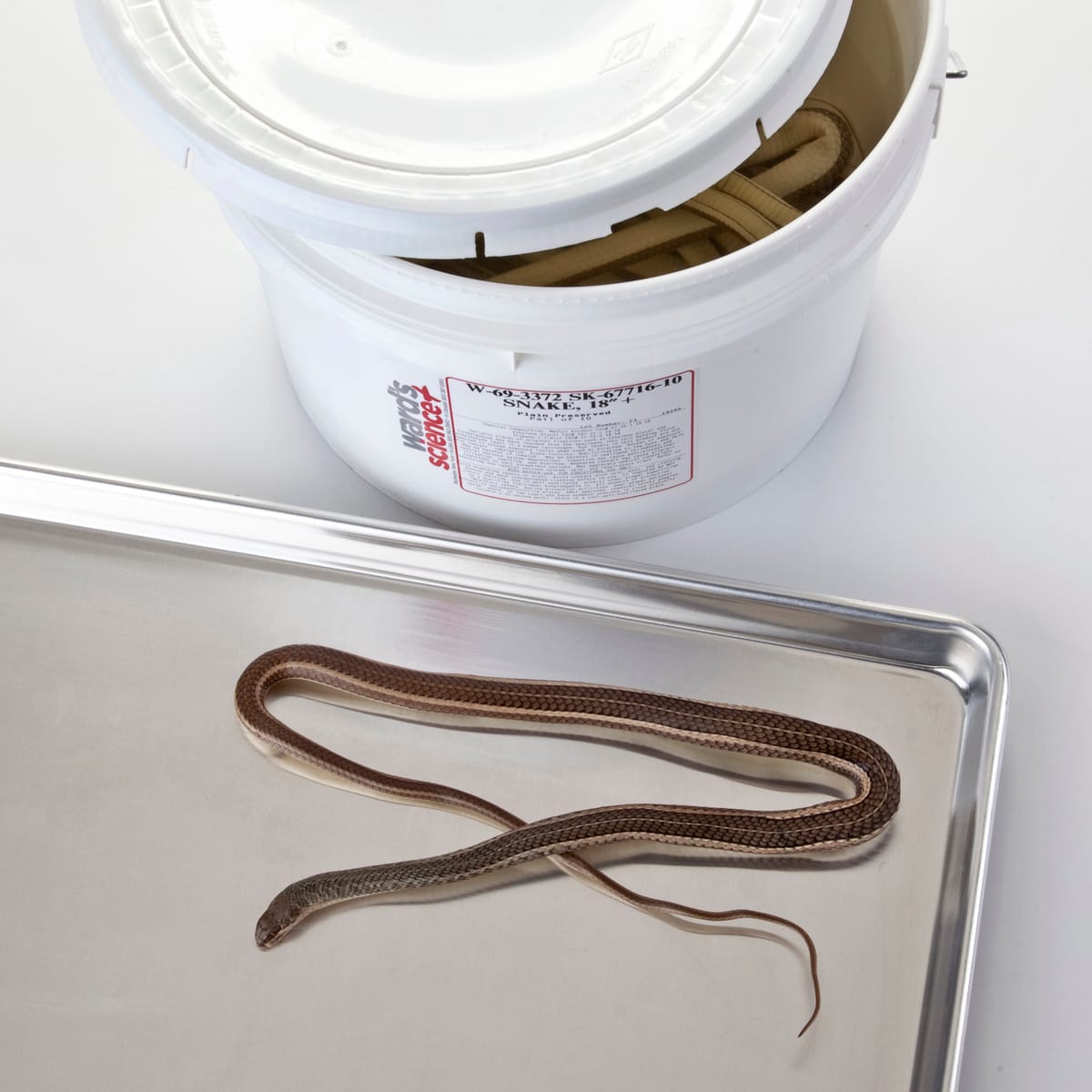 Ward's® Pure Preserved Snakes