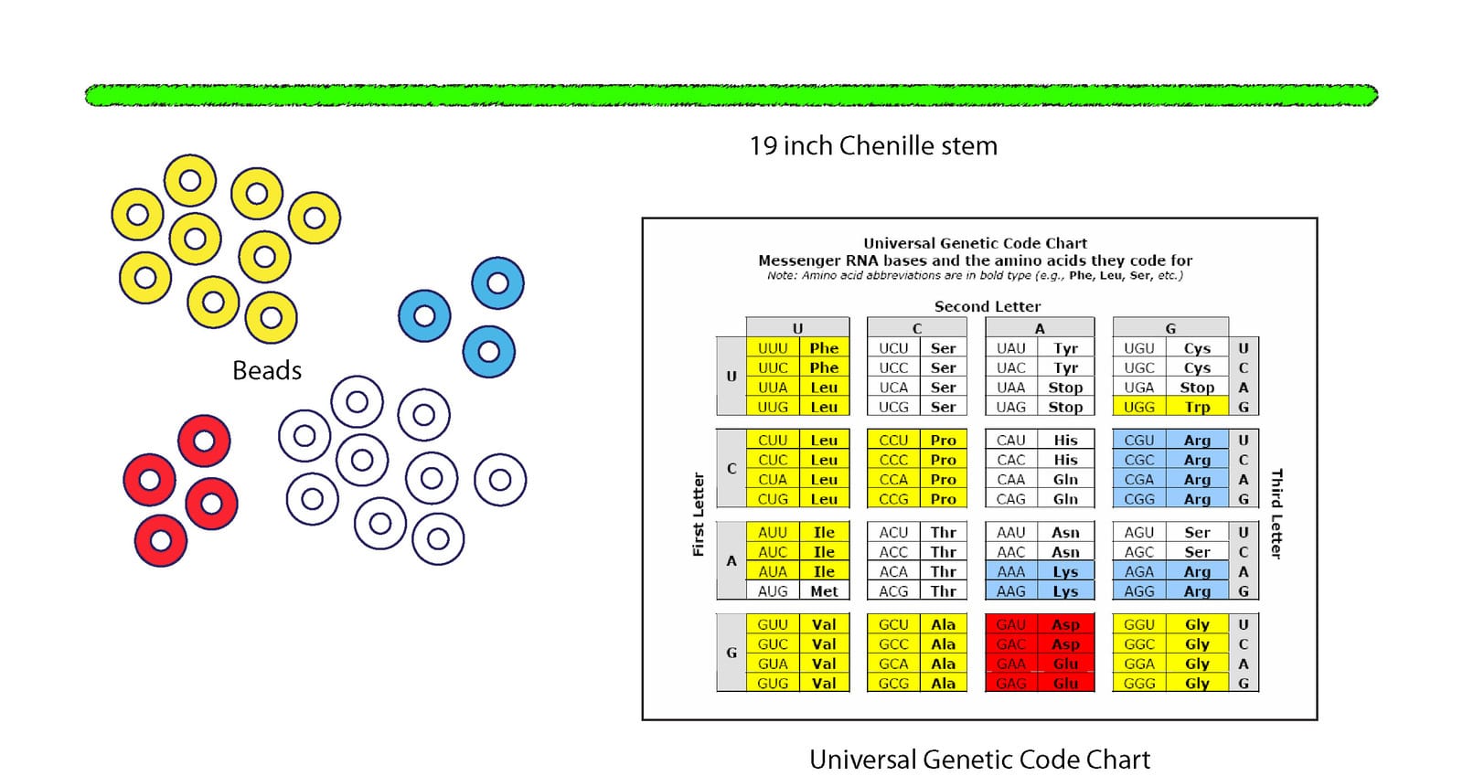 Science Take-Out® From DNA To Protein; Structure And Function
