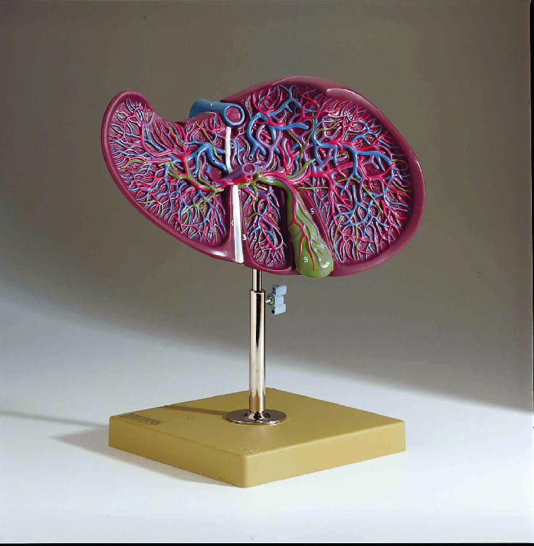 Somso® Liver and Gallbladder Model