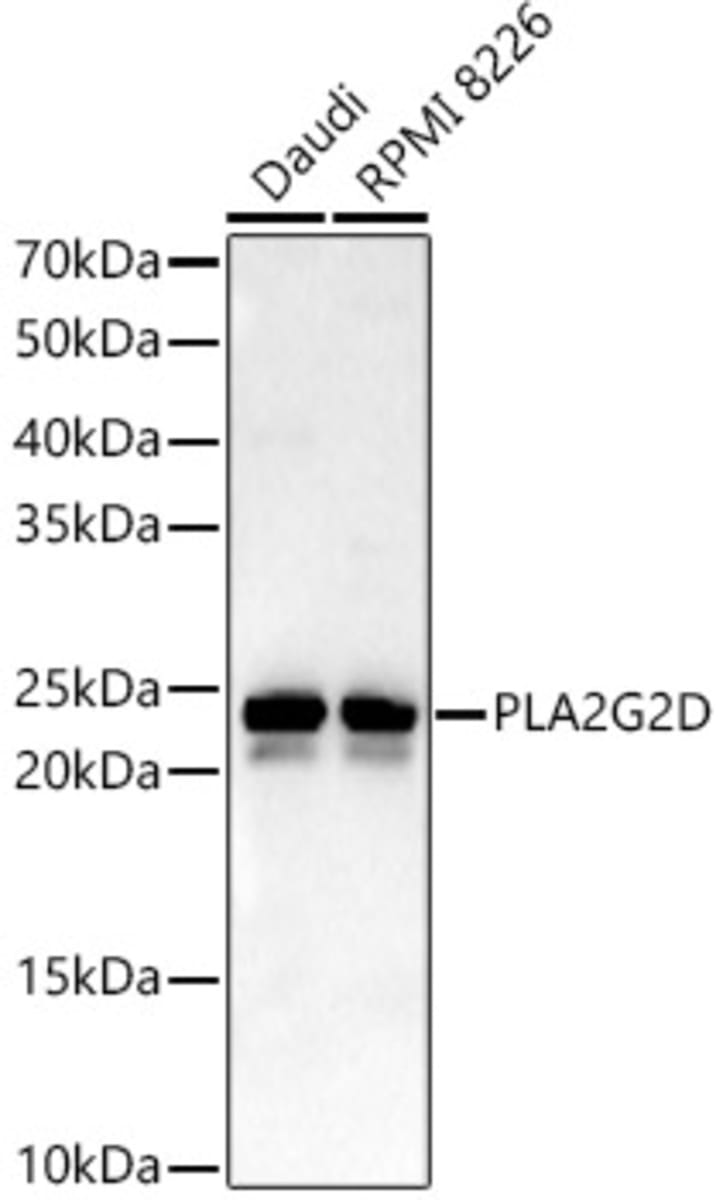 Anti-SPLASH Rabbit Polyclonal Antibody | VWR, part of Avantor