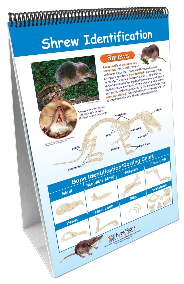 Owls and Owl Pellet Dissection Resources