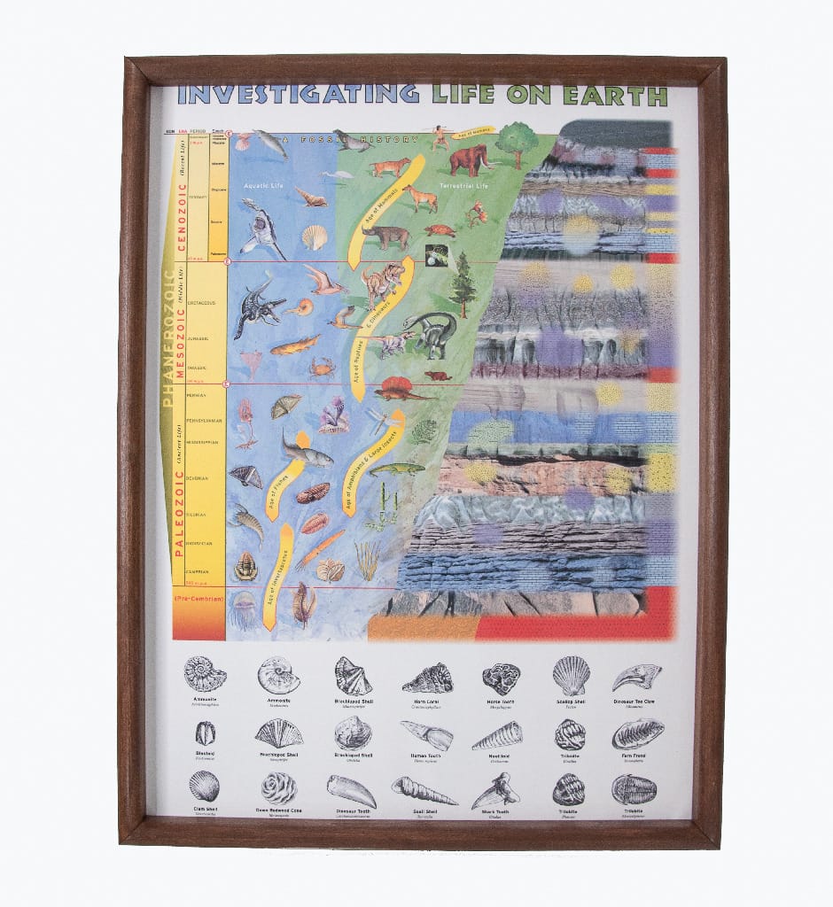 Fossil History Classroom Projects