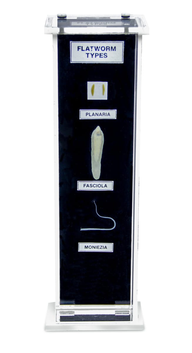 Ward's® Flatworm Types Museum Mount