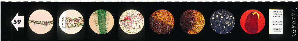 Photosynthesis Microslide