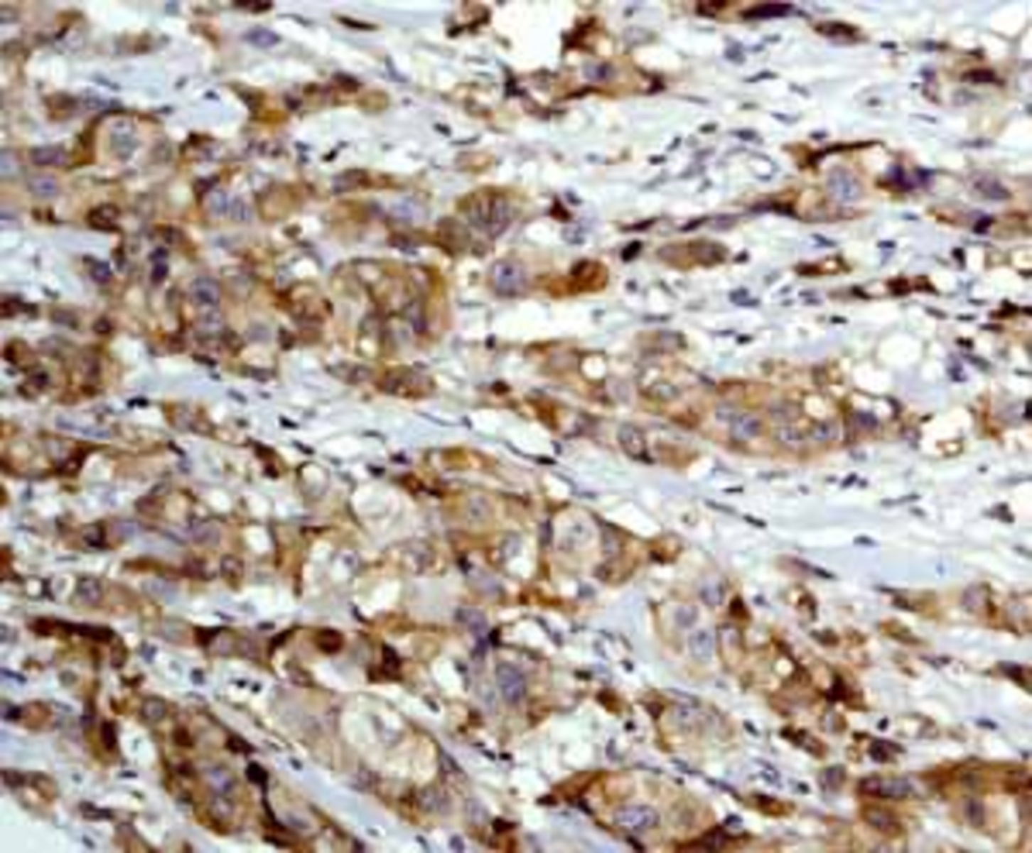 Anti-MAP2K1IP1 Rabbit Monoclonal Antibody [clone: Y130] | VWR, part of ...