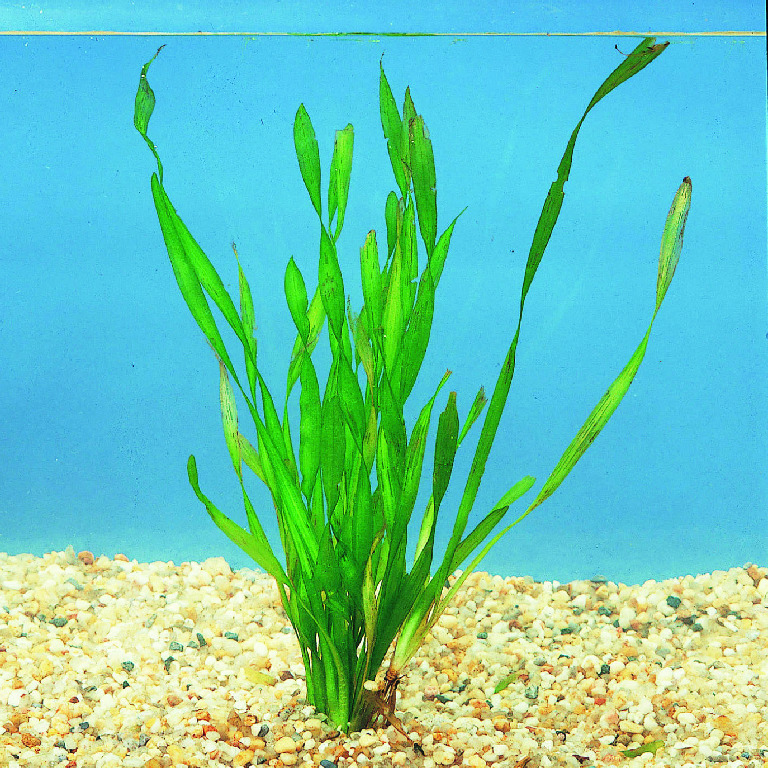 Corkscrew Vallisneria