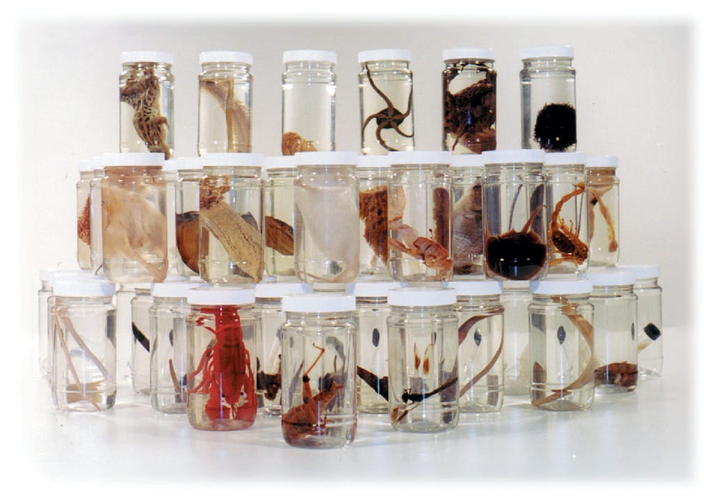 48 Specimen Survey Set with Guide