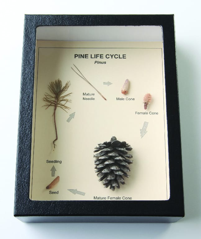 Pine Life Cycle Riker Mount