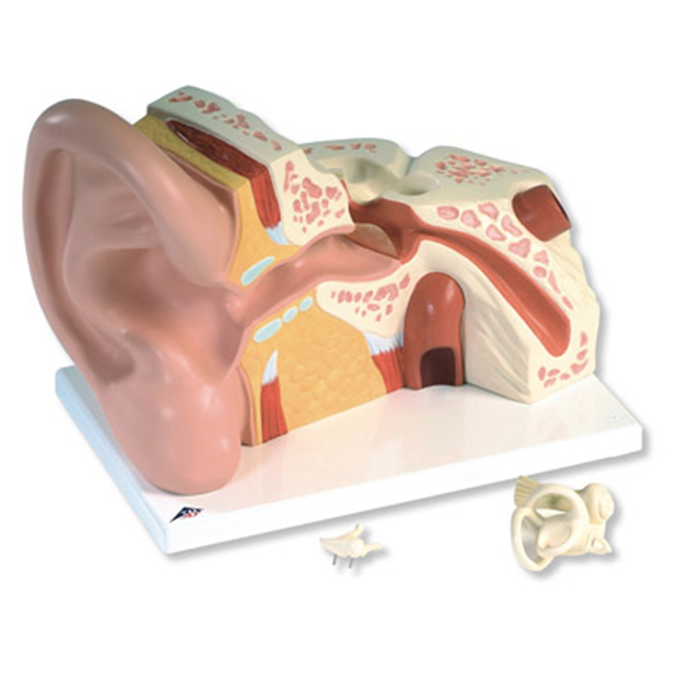 3B Scientific® Giant Ear