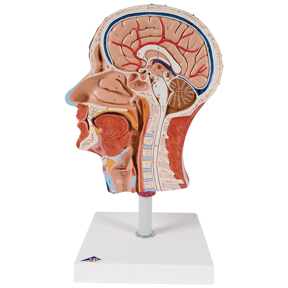 3B Scientific® Half-Head With Musculature