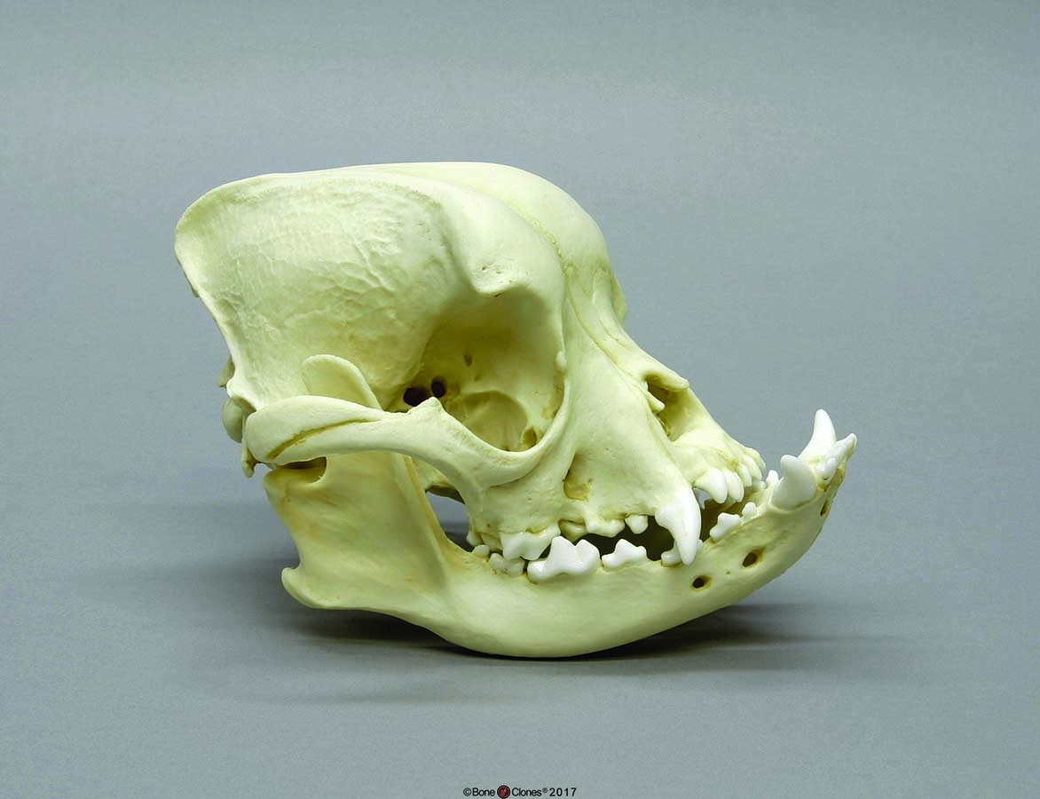 Bone Clones® English Bulldog Skull