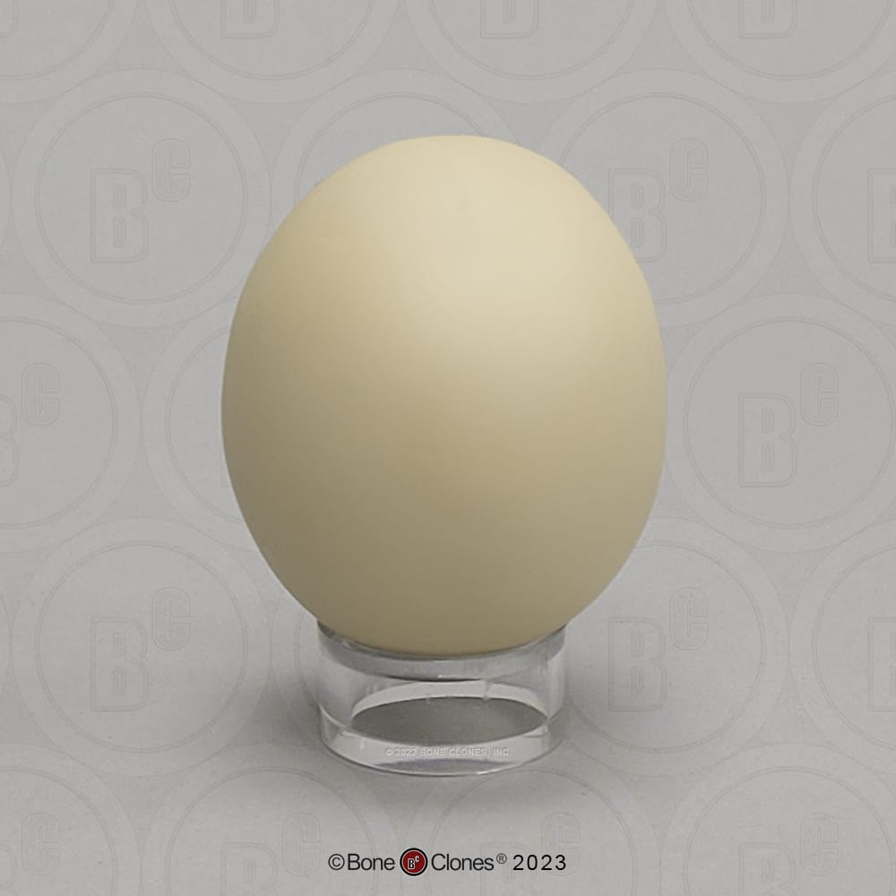 Bone Clones® North American Bird Eggs