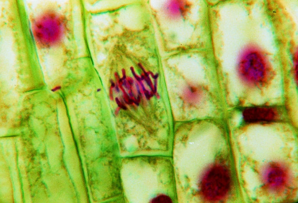 General Biology Slides
