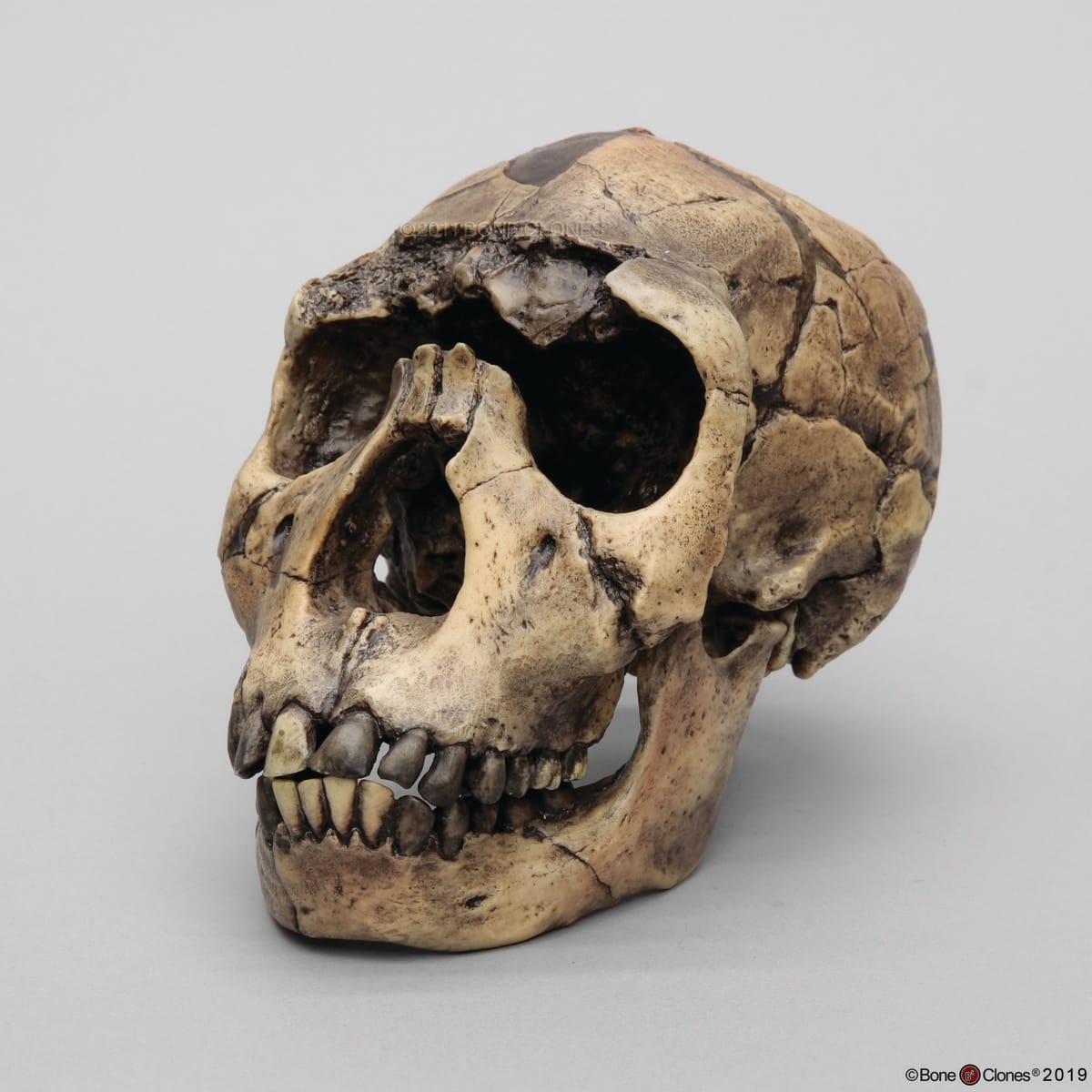 Bone Clones® Hominids Skull Series