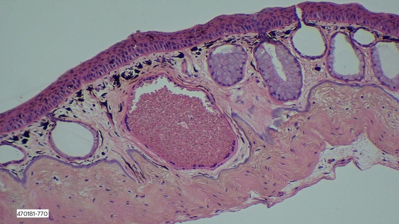 Ward's® Frog Anatomy Slides