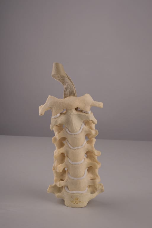 3B Scientific® ORTHOBones