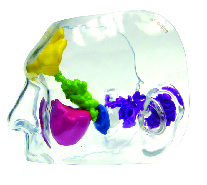 GPI Anatomicals® Clear Sinus Model