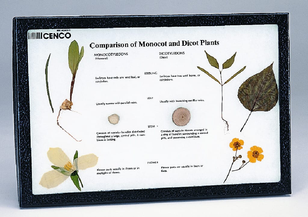 Monocot-Dicot Comparison Riker Mount