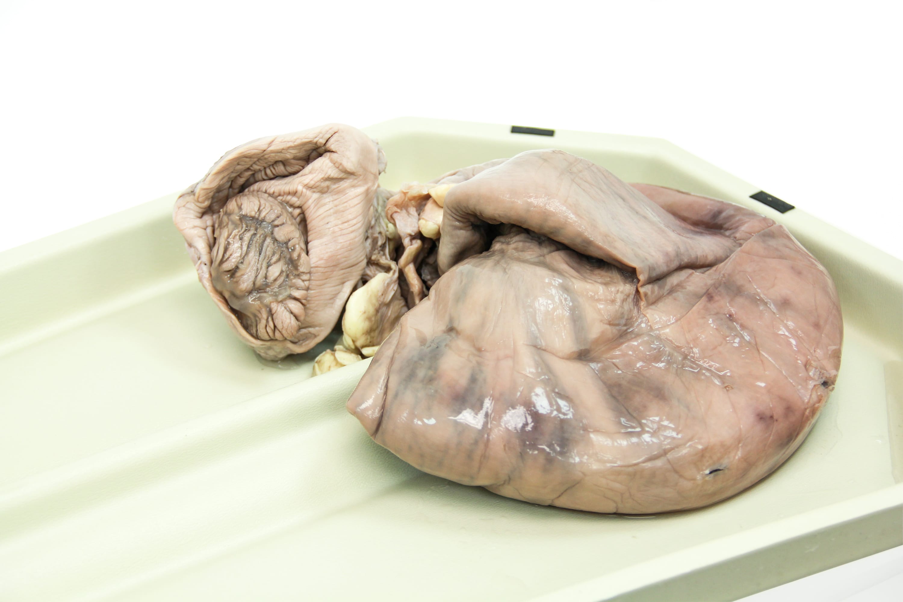 Ward's® Pure Preserved Pregnant Cow Uterus