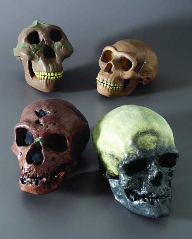 3B Scientific® Introductory Hominids Skull Restoration Series