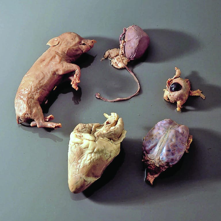 Ward's® Mammalian Organ Collection