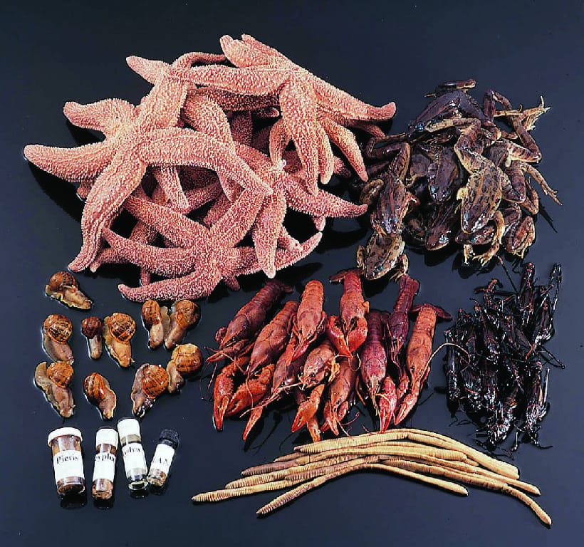 Ward's® Classroom Eight-Phyla Animal Survey Set