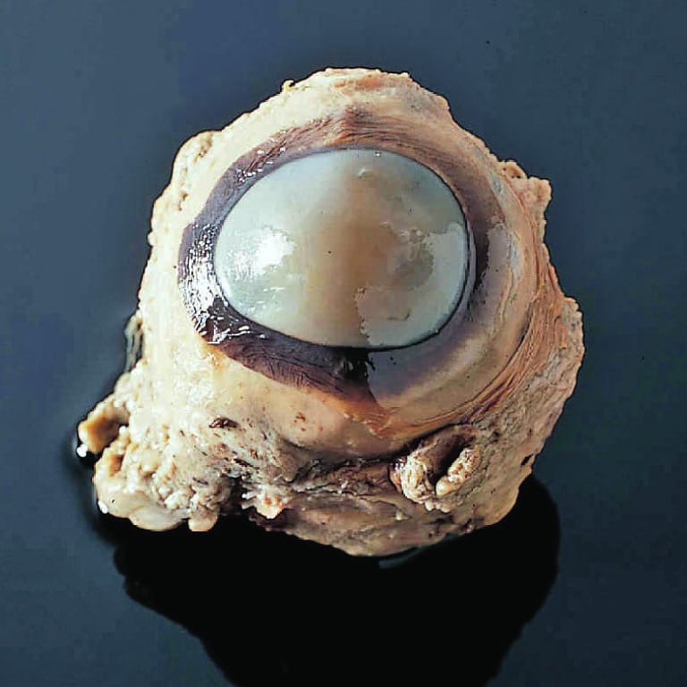 Preserved Cow Eyes