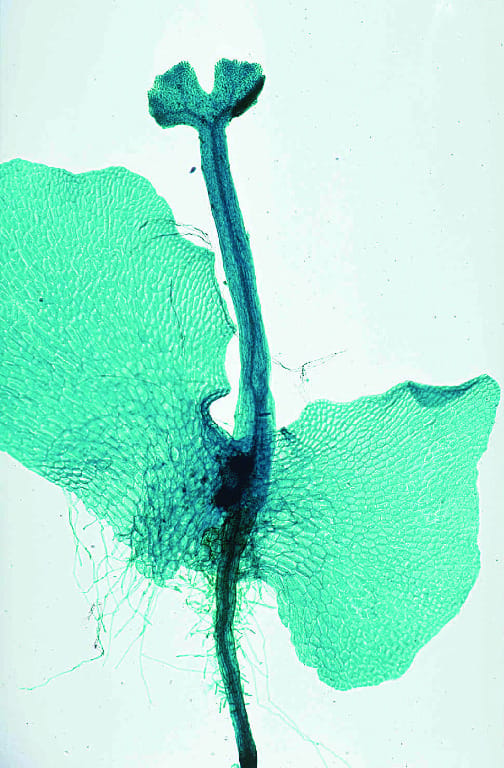 Ward's® Fern Life Cycle Slides