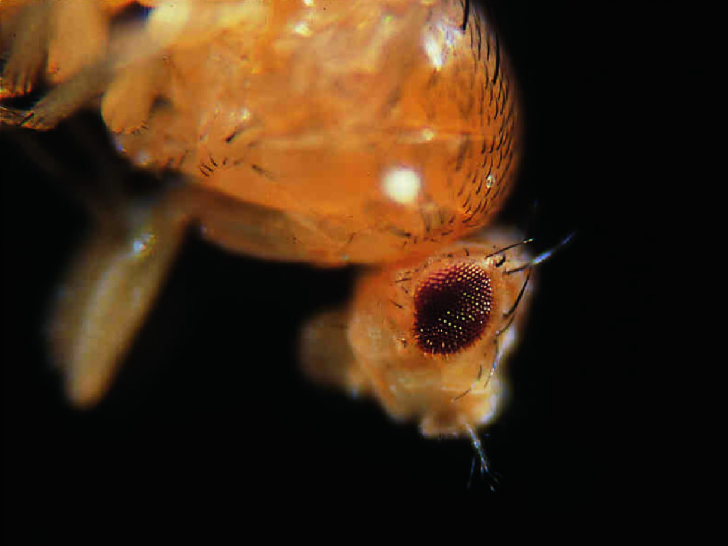 Ward's® Live <i>Drosophila melanogaster</i> - Chromosome II Mutants
