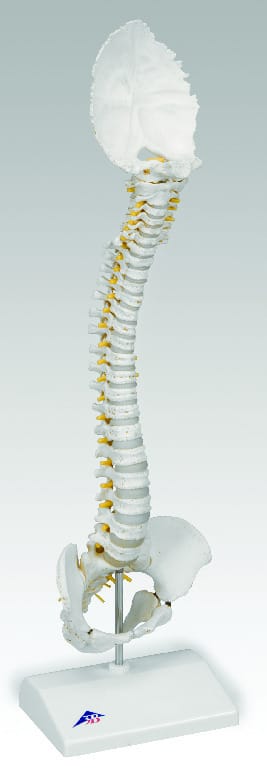 3B Scientific® BONElike™ Childs Vertebral Column