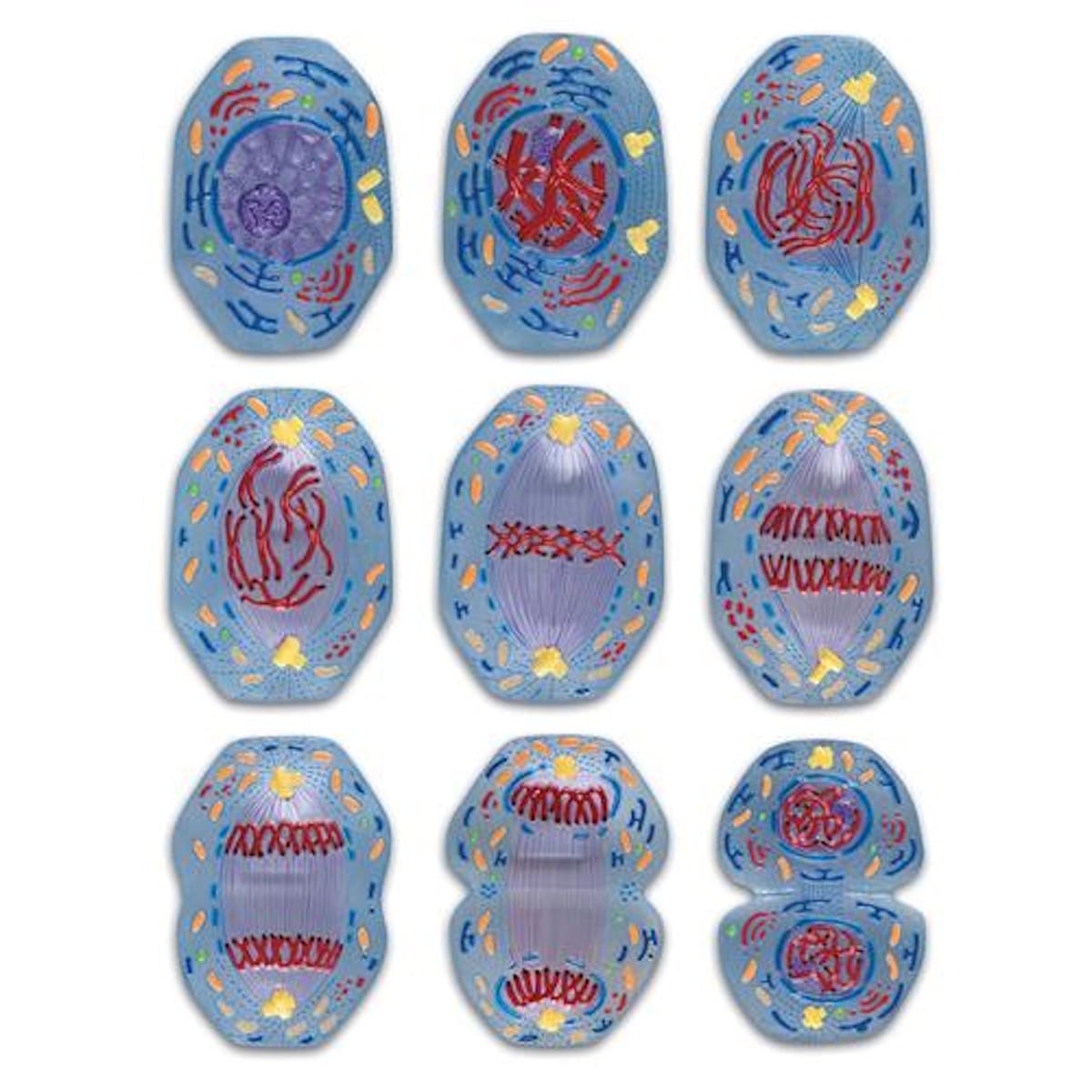 3B Scientific® Cell Division Sticky Charts
