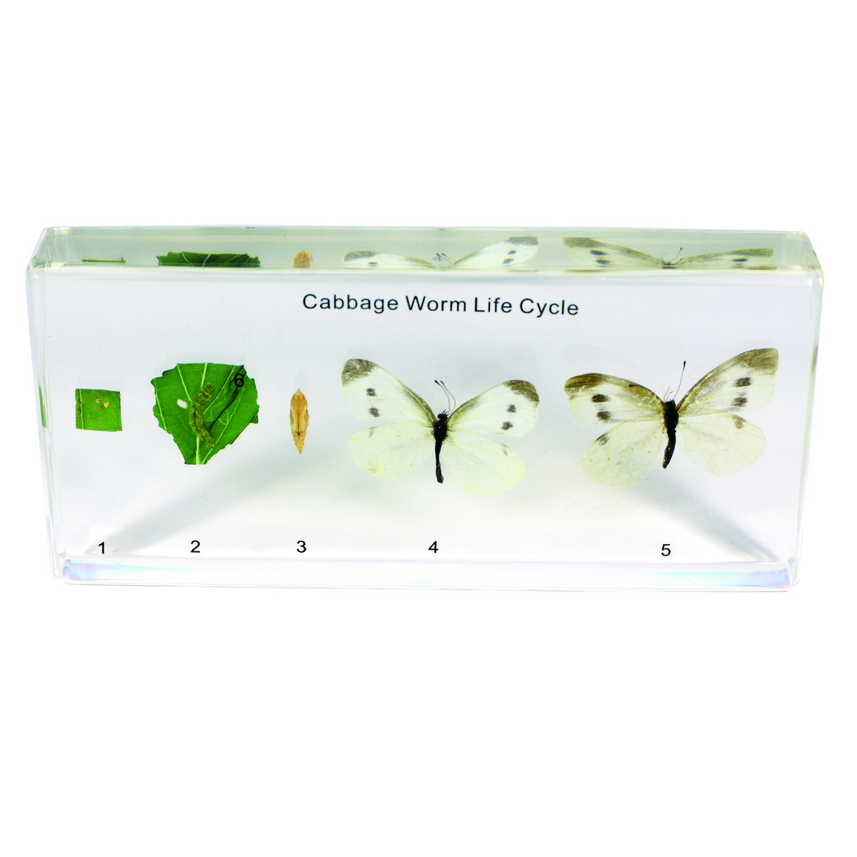 Cabbageworm Life Cycle Plastomount
