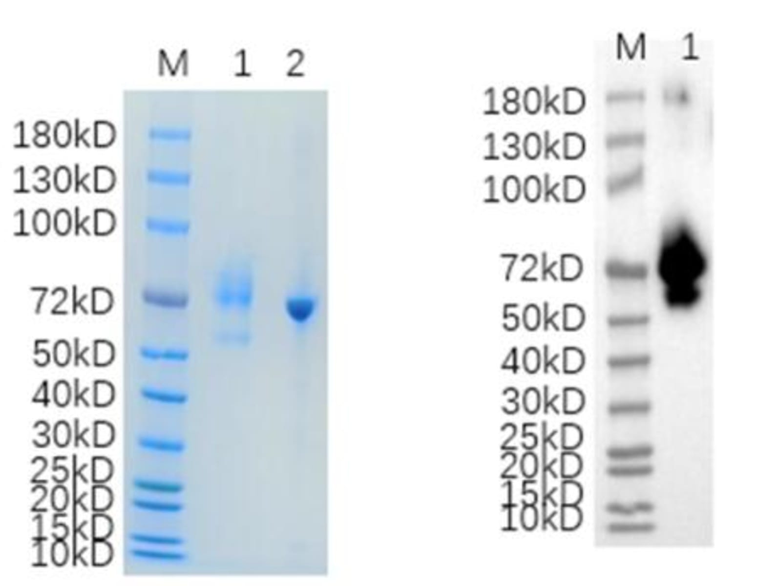 Recombinant Human IL10RB (from HEK293 cells) | VWR, part of Avantor