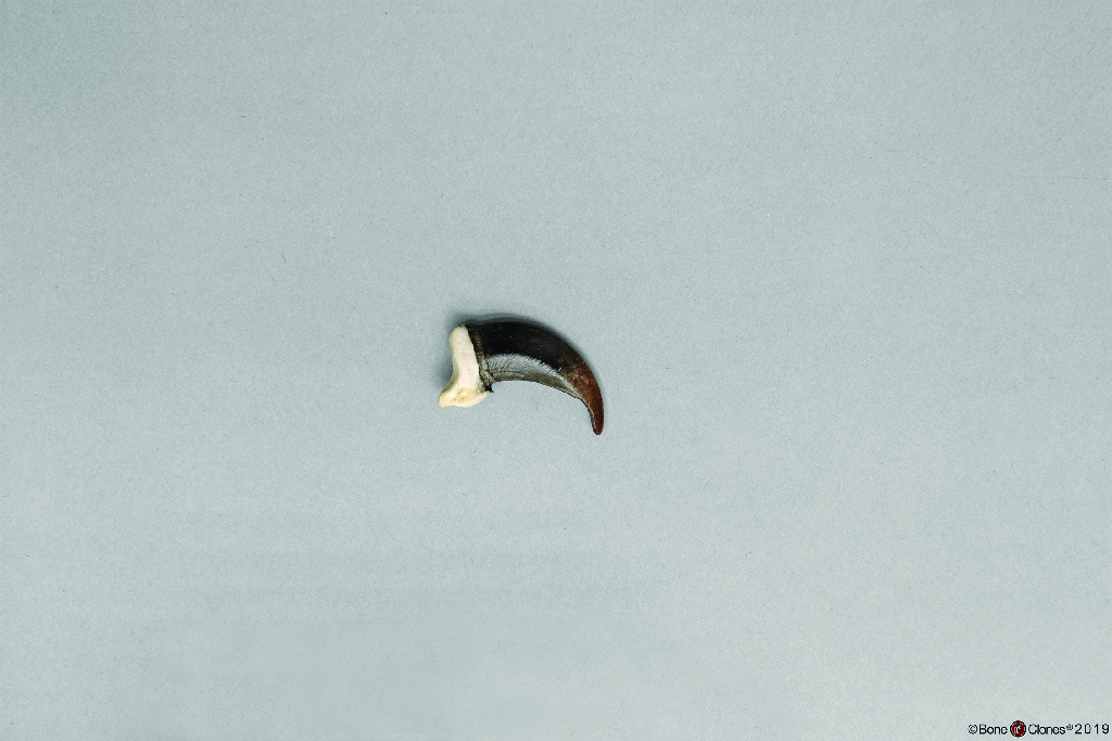 BoneClones® Replica Claws