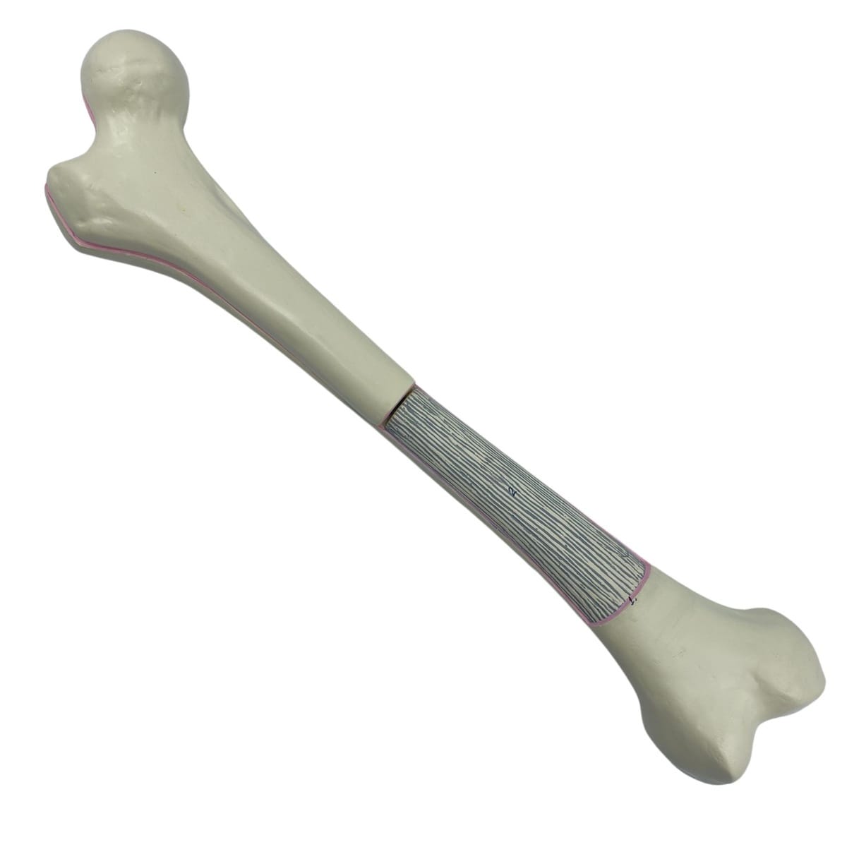 Human Femur Model