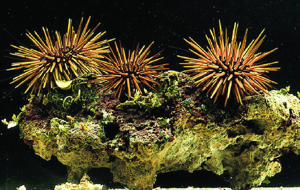 Ward's® Live Sea Urchins for Embryology