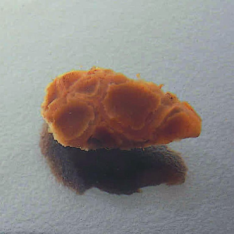 Ward's® Peziza